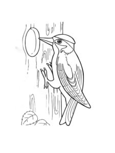 Woodpecker coloring page