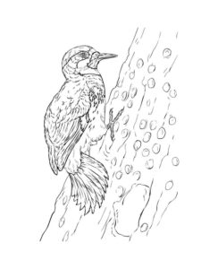 Woodpecker coloring page