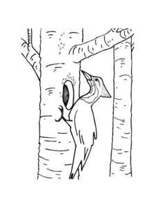 Woodpecker coloring page