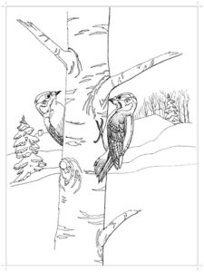 Woodpecker coloring page