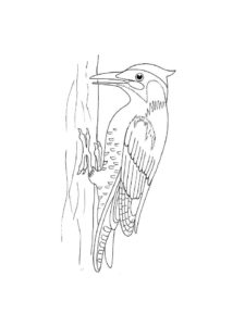 Woodpecker coloring page