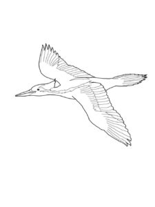 Woodpecker coloring page