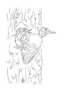 Woodpecker coloring page