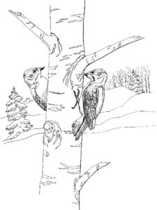 Woodpecker coloring page