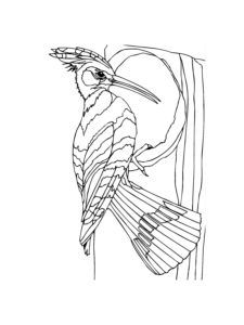 Woodpecker coloring page