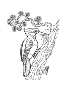 Woodpecker coloring page