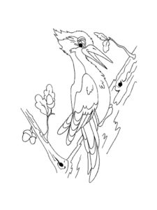 Woodpecker coloring page