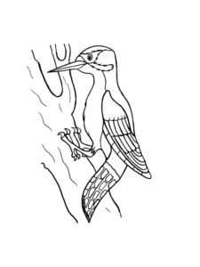 Woodpecker coloring page