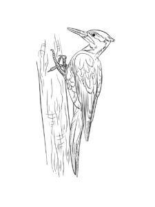 Woodpecker coloring page