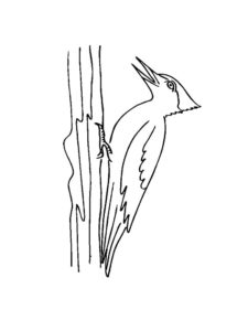 Woodpecker coloring page